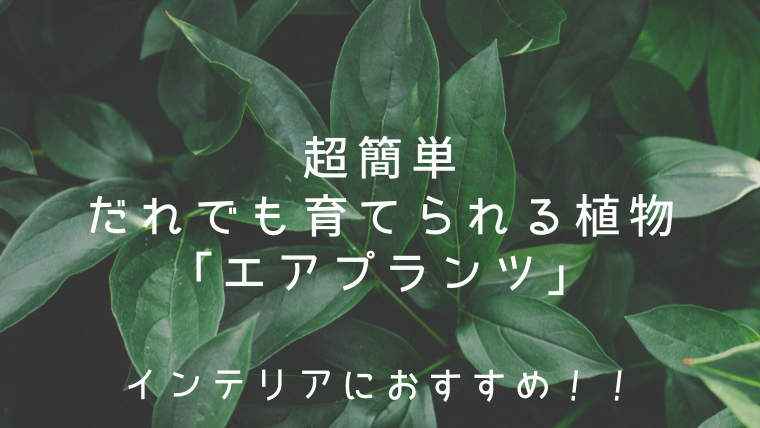 超簡単に育てられる植物 エアプランツ